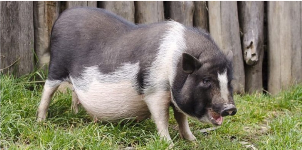 animals viviparos mammals gestation pig