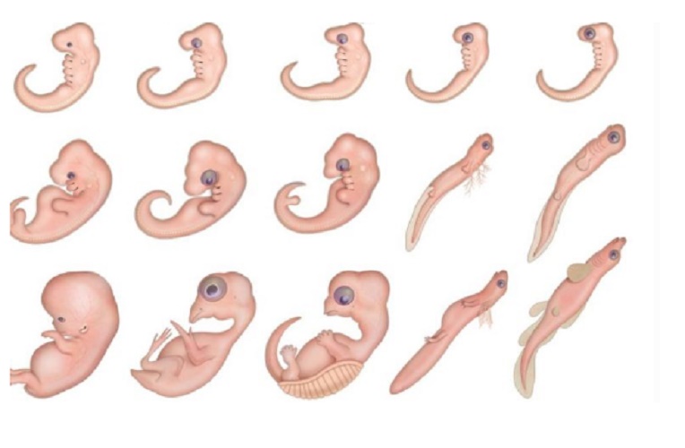 biological evolution embryology evidence