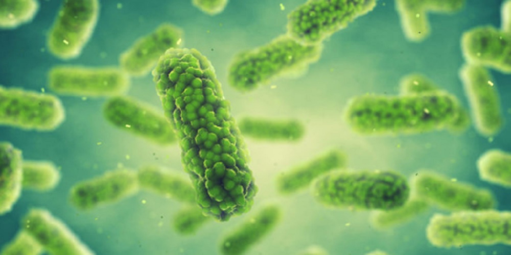 Decomposing organisms - bacteria