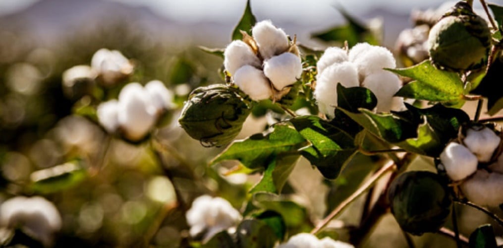 Cotton - organic matter