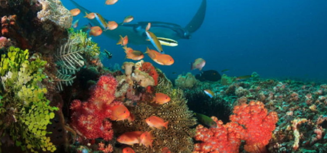 Komodo Coral Reef National Park
