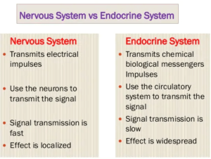 Difference between nervous system and Endocrine System