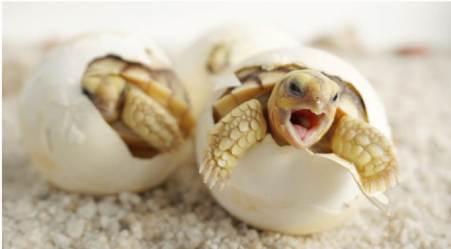 turtle - egg birth
