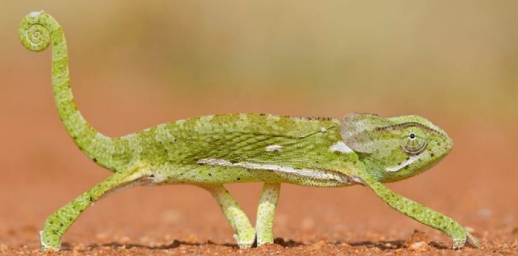 viviparos animals ovoviviparos chameleon