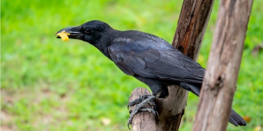 omnivorous raven animals