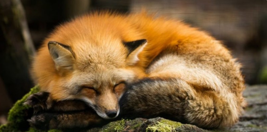 forest animals red fox mammal