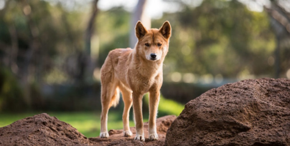 Dingo dog - desert animals