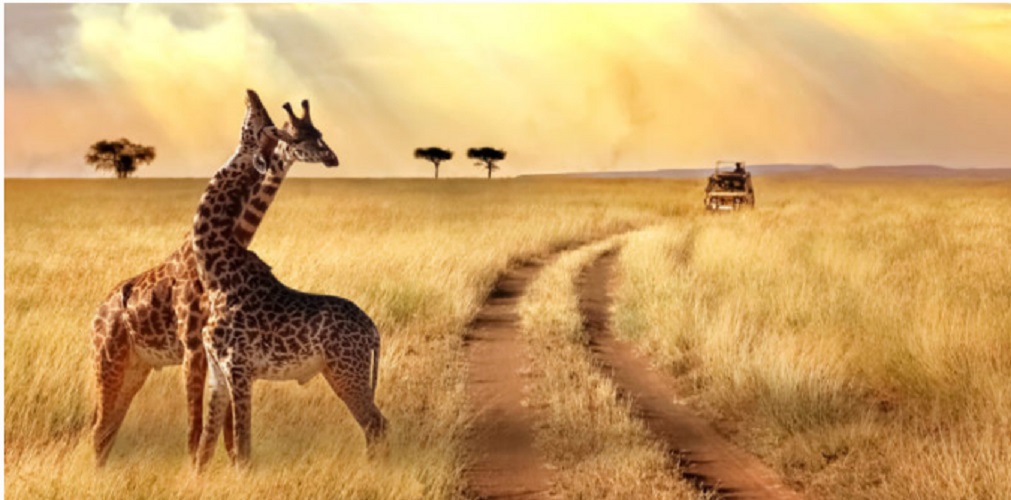 wild animals - giraffe