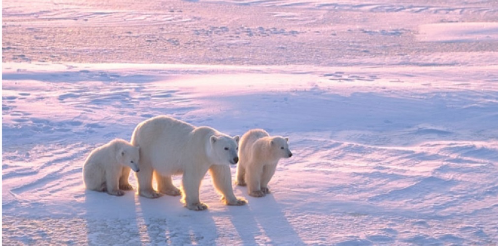 Polar bear - wild animals