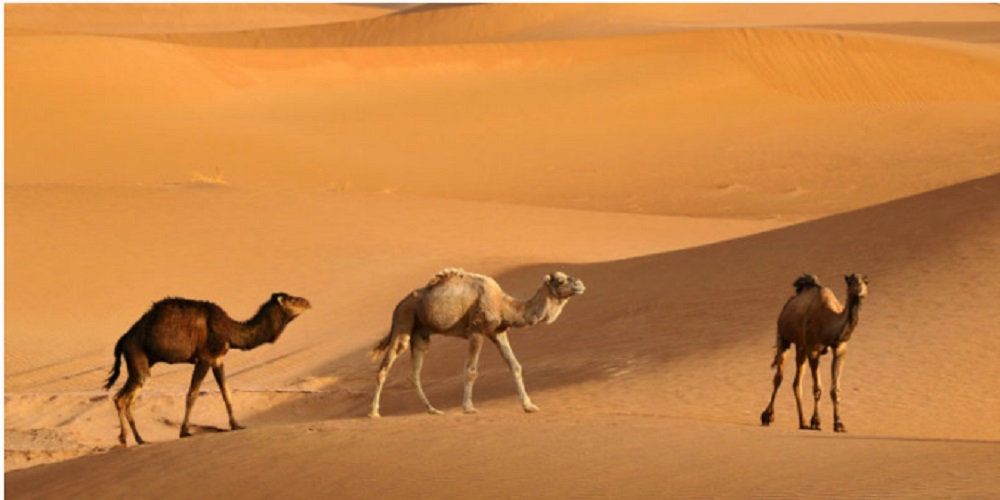 Camel - desert animals