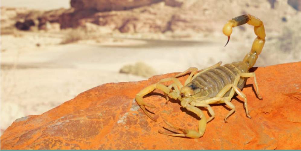 Scorpio - desert animals