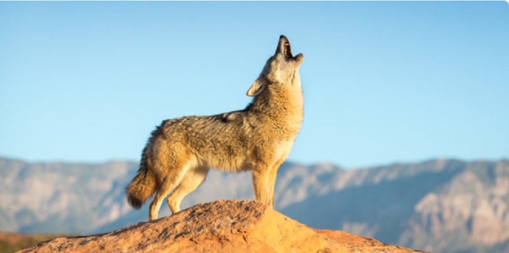 Coyote - desert animals