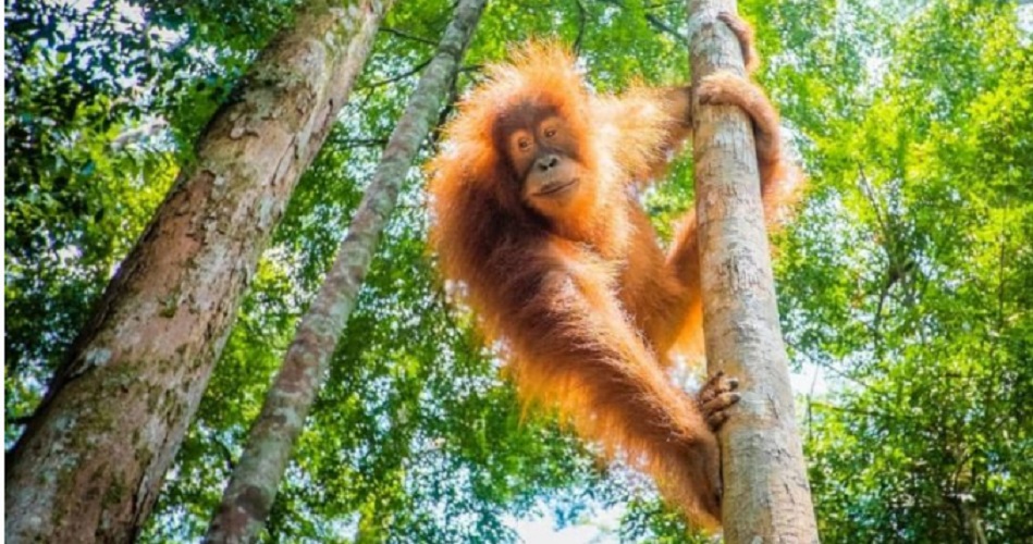 orangutan jungle animals