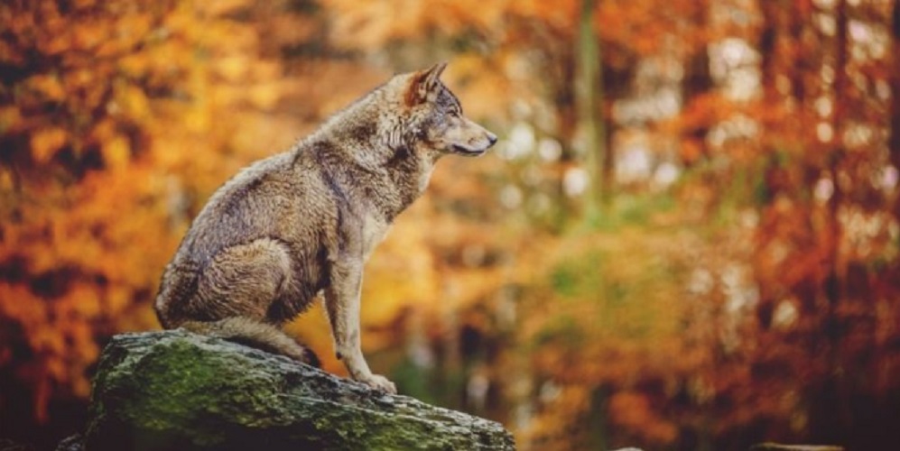 temperate forest wildlife wolf