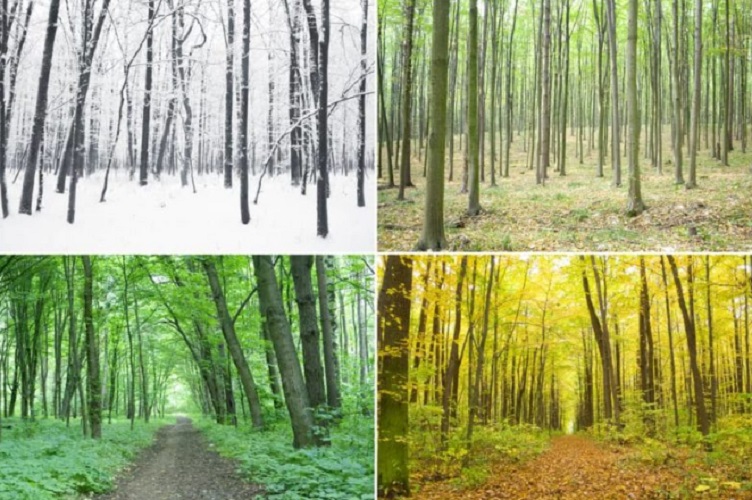 deciduous forest climate