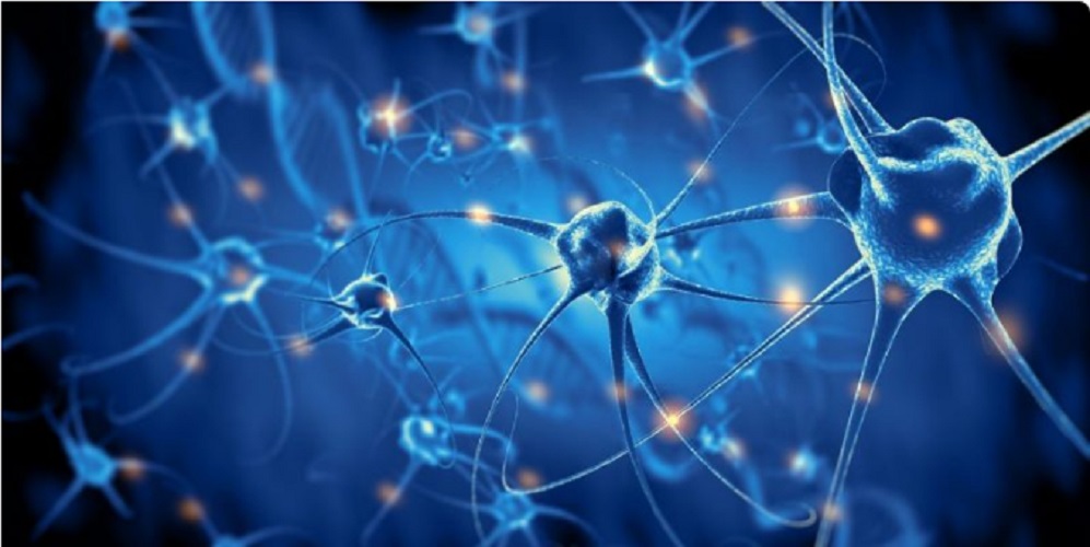 Neuron - Central Nervous System