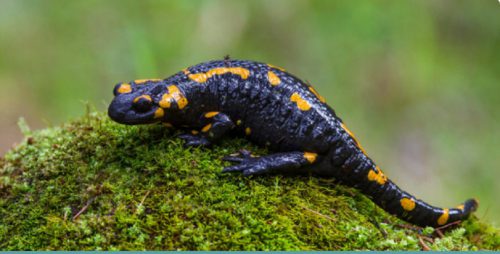 characteristics of amphibians with examples and vs reptiles - WhatMaster