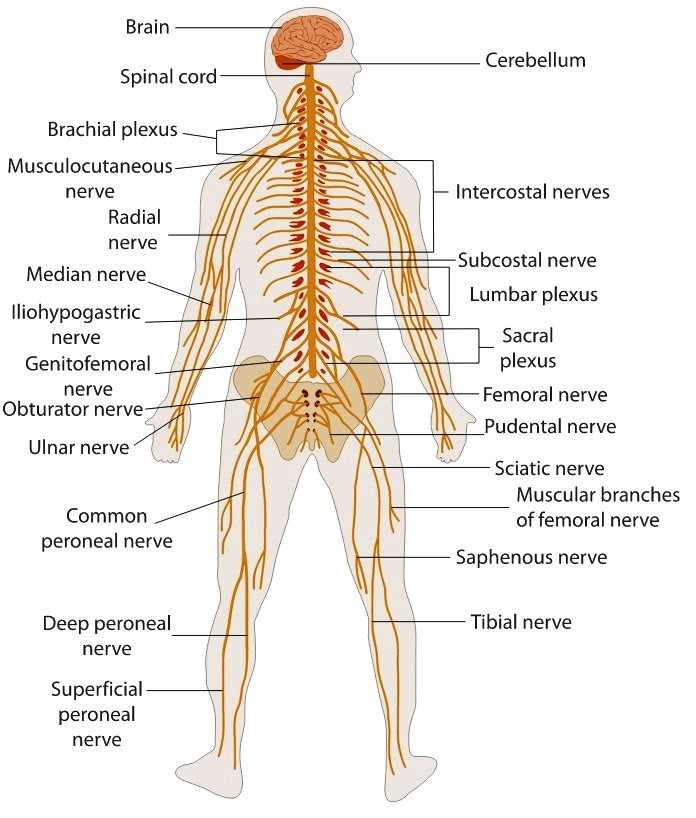 parts of the nervous system