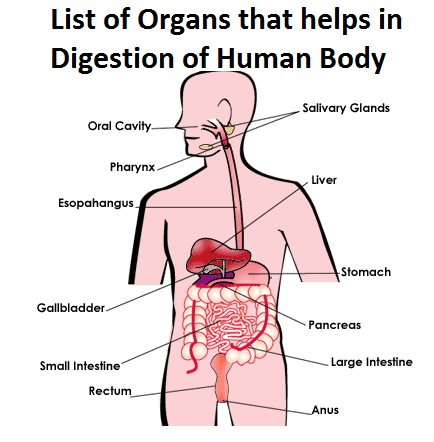 digestive system - organs and parts
