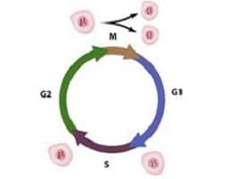 cell cycle-g1 g2 s mitosis meiosis