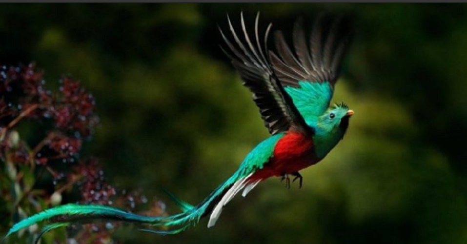 deforestation consequences biodiversity quetzal