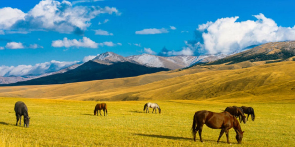 Steppe - wildlife - horse