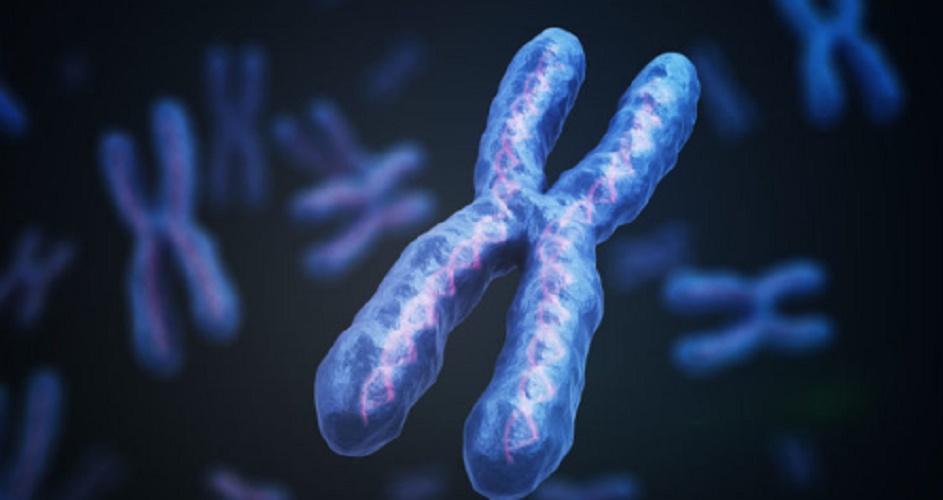 Cells - chromosome - genetics