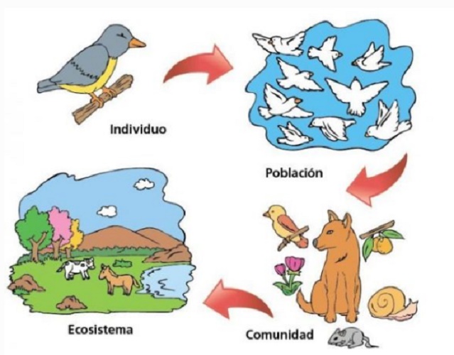 Examples of individual, population and community