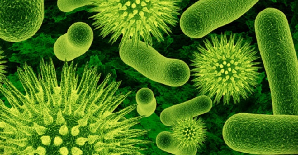 Microorganisms - microbes
