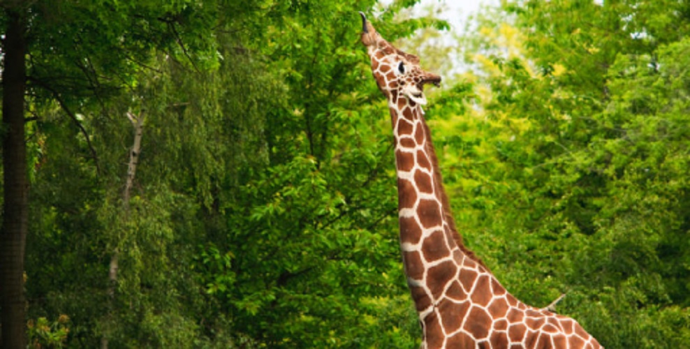 Primary consumer - giraffe