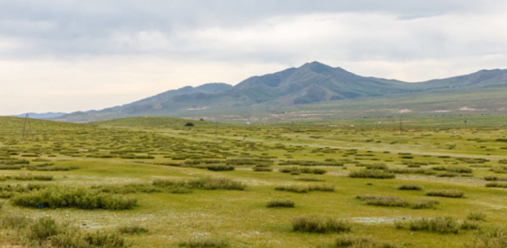 Steppe - flora