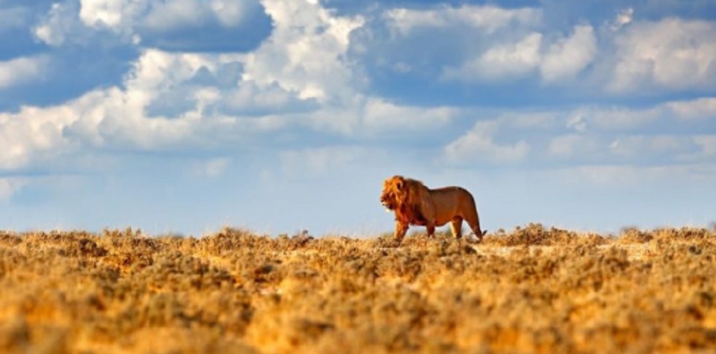 habitat leon africa sabana
