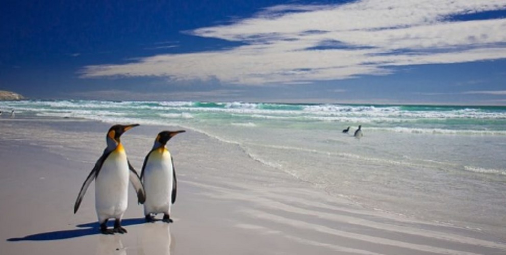 monogamy penguin animals