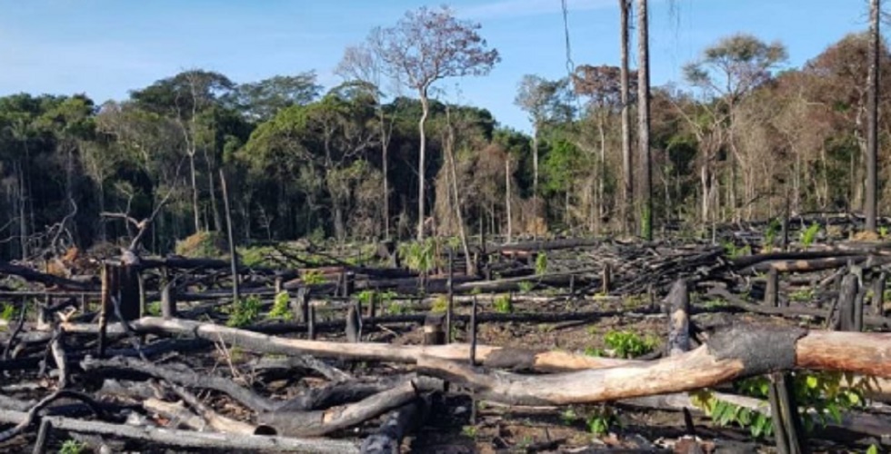 deforestation amazonas brasil 2019 fire