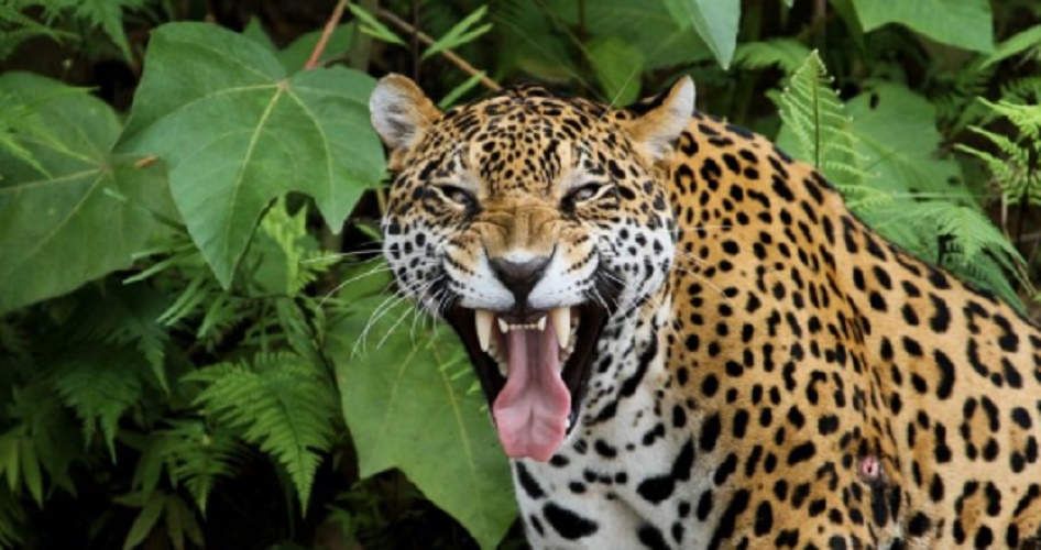 Jaguar - Amazon Brazil
