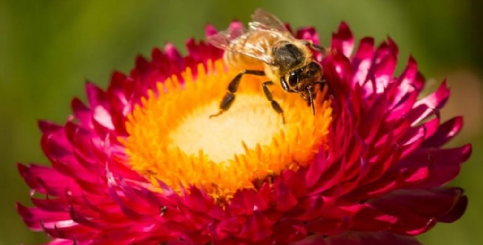 individual biology community bee mutualism