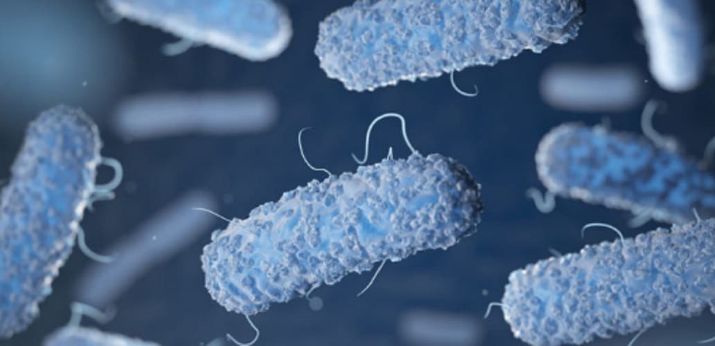Escherichia coli - microorganisms - microbes