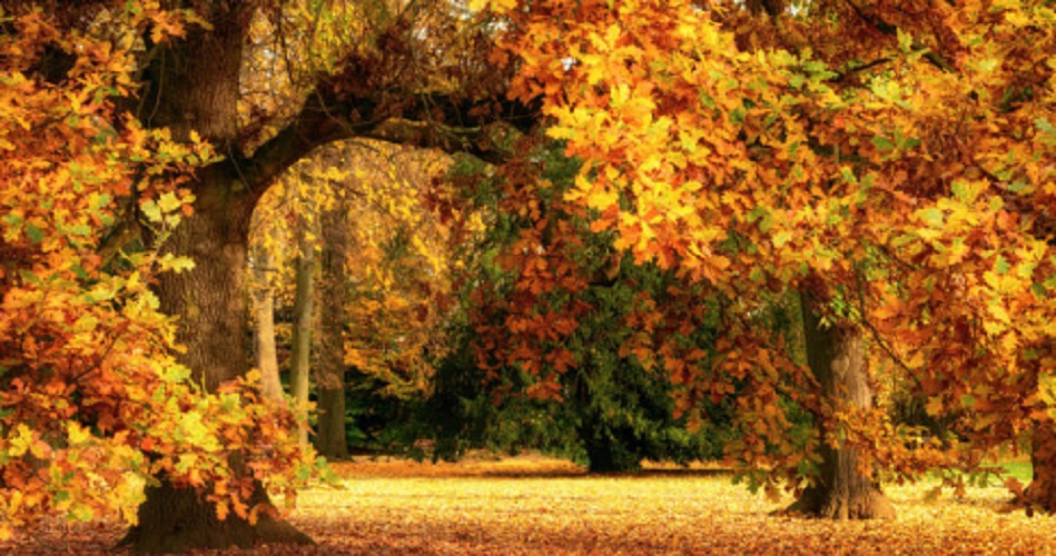 Multicellular organisms - trees in autumn