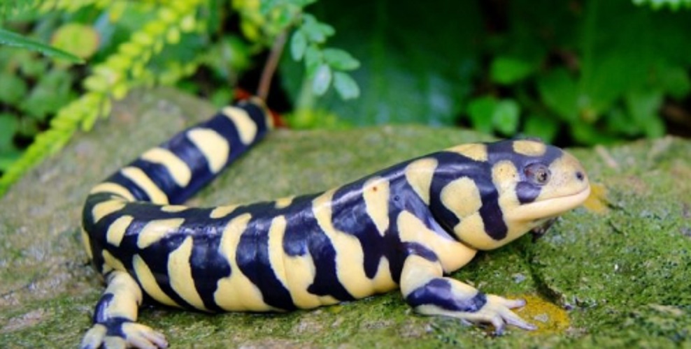Salamander - exotic species