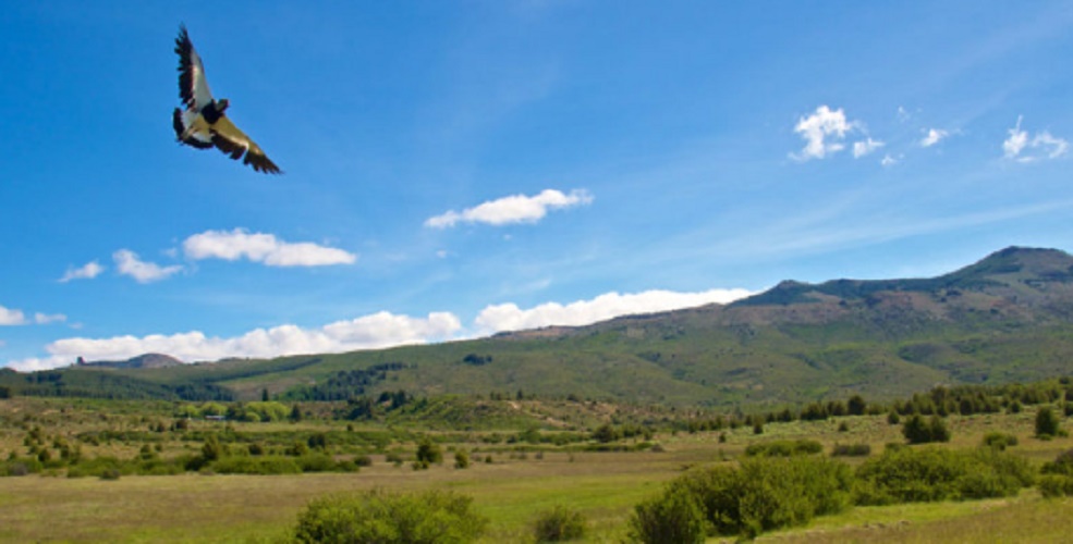 Argentine steppe