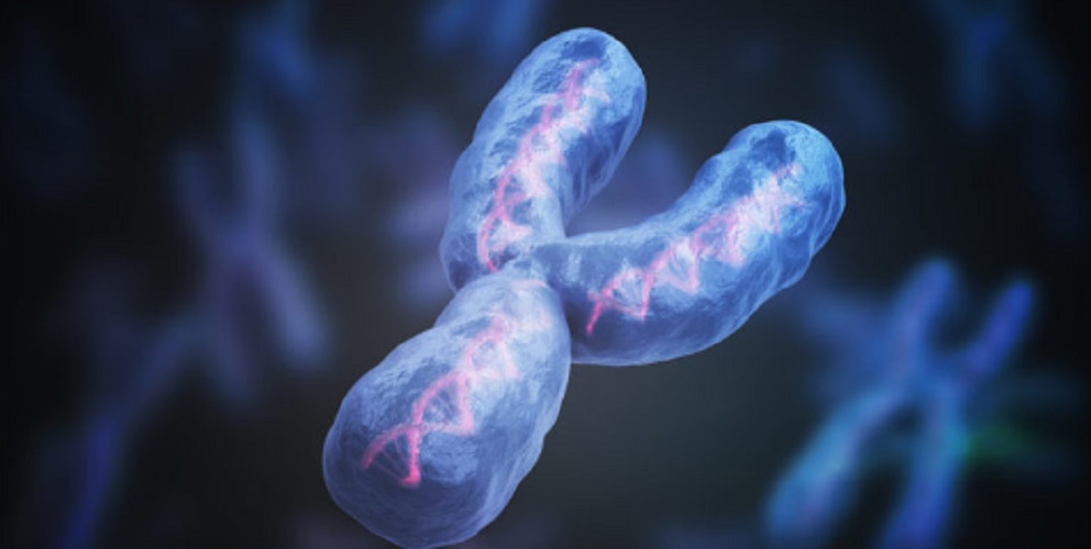 genetic inheritance - chromosome and