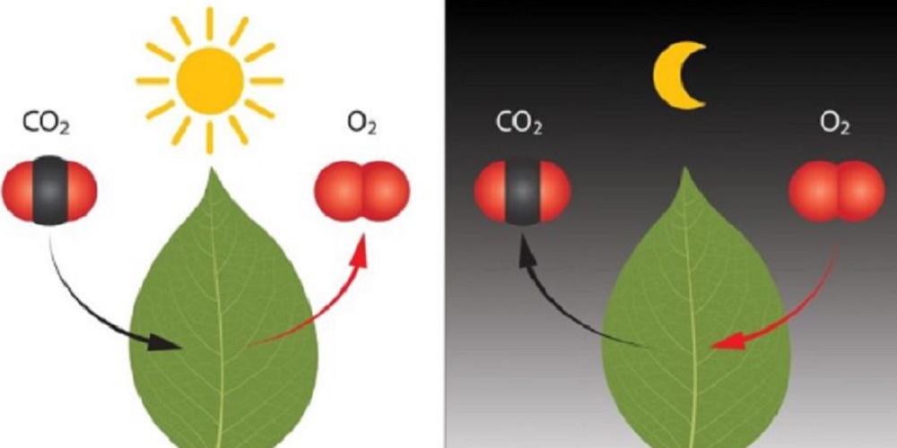 chemical reaction nature breath photosynthesis