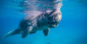 Characteristics Of Aquatic Animals With Types And Examles - WhatMaster