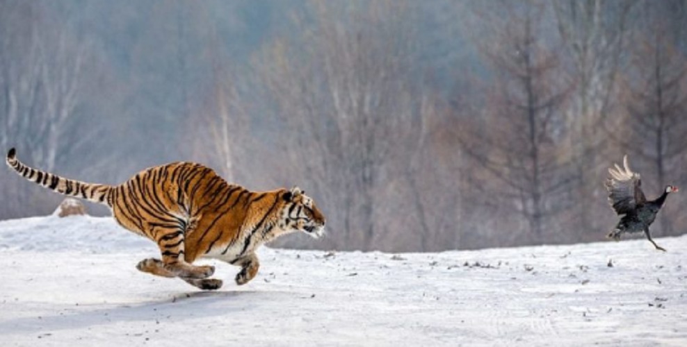 tiger terrestrial ecosystem