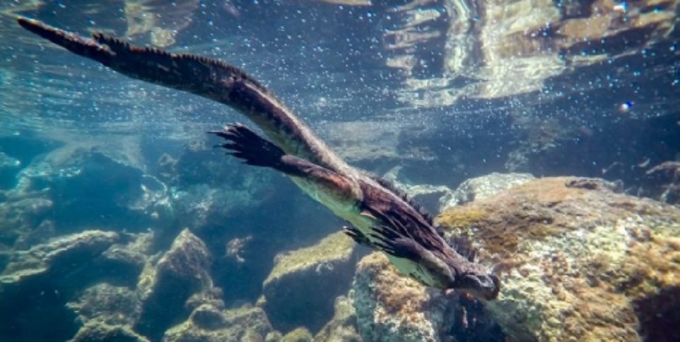 aquatic animals reptile iguana galapagos