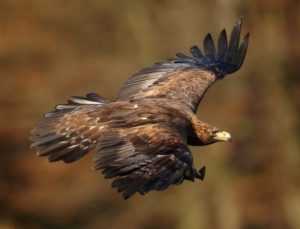 Characteristics Of Aerial Animals-Golden Eagle (Aquila chrysaetos)