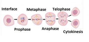 cell reproduction division phases