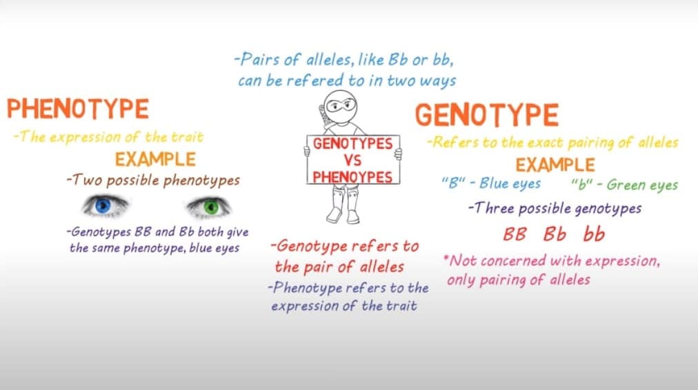 what-is-the-difference-between-genotype-and-phenotype-in-detail