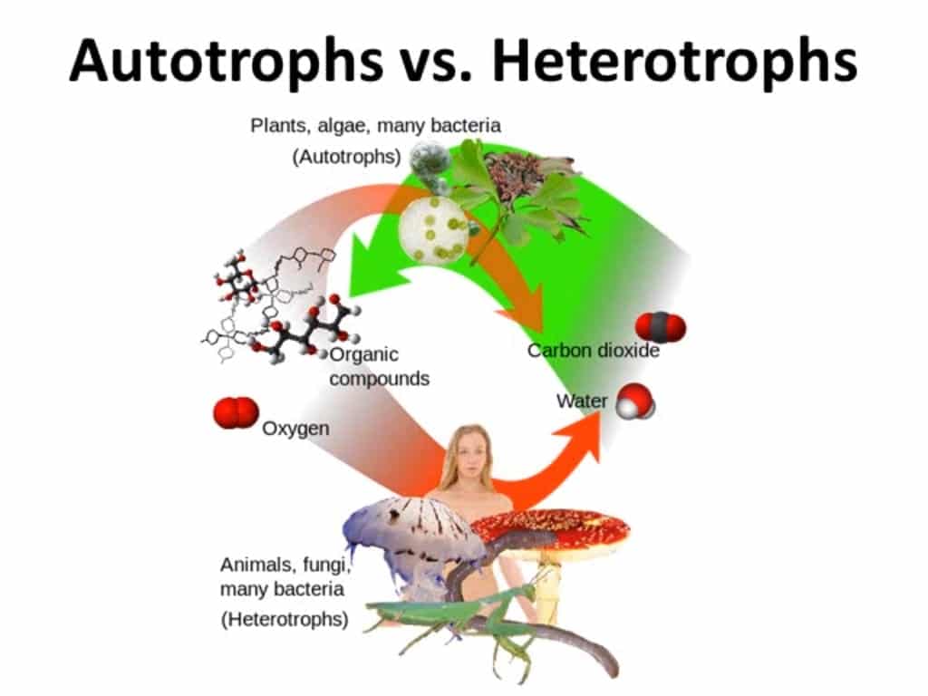 difference-between-autotrophic-and-heterotrophic-organisms