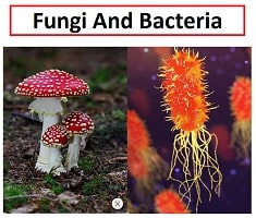 difference between Fungi and Bacteria